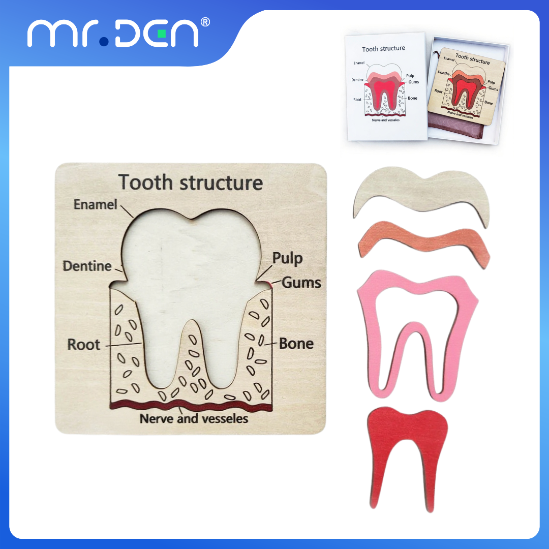 Board Game For Kids - Dental Exploration Game Tooth Structure Anatomy