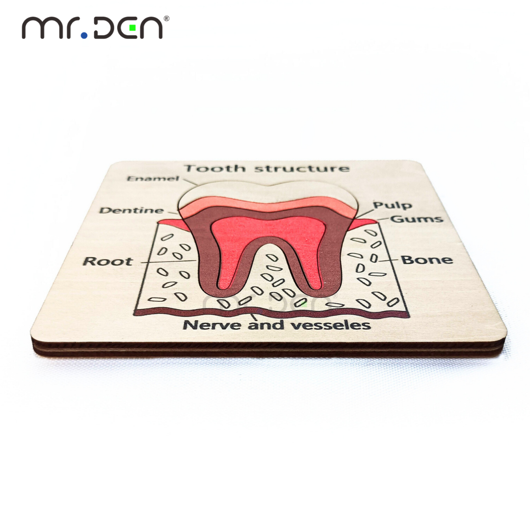 Dental Exploration Game Tooth  - Board Game For Kids ulasan dan harga